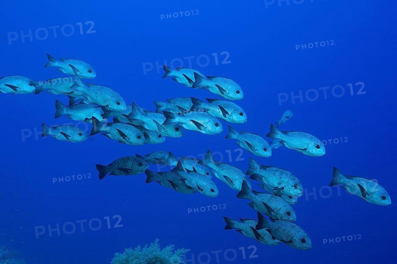 Shoal of black snapper