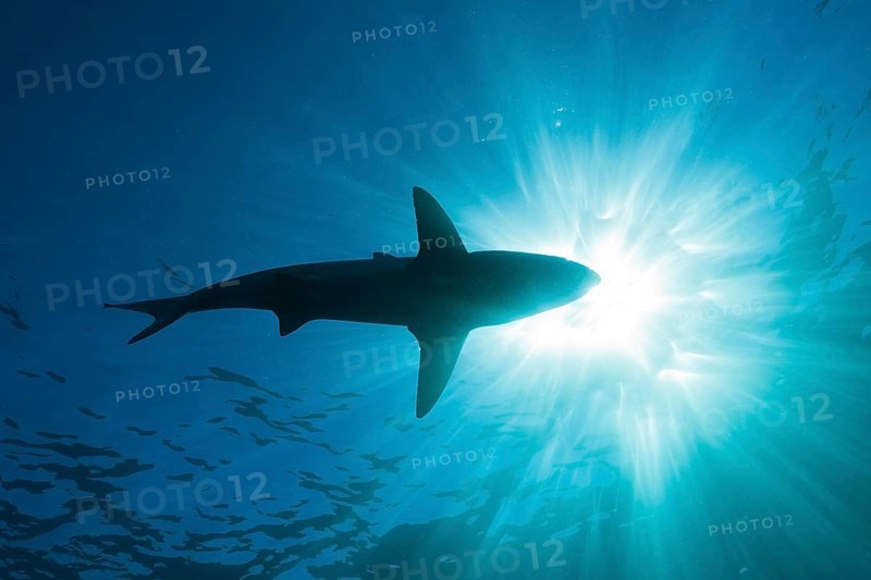 Blacktip Shark