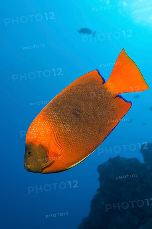 Clarion Angelfish
