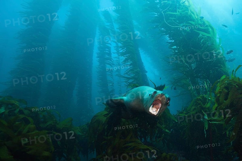 California sea lion