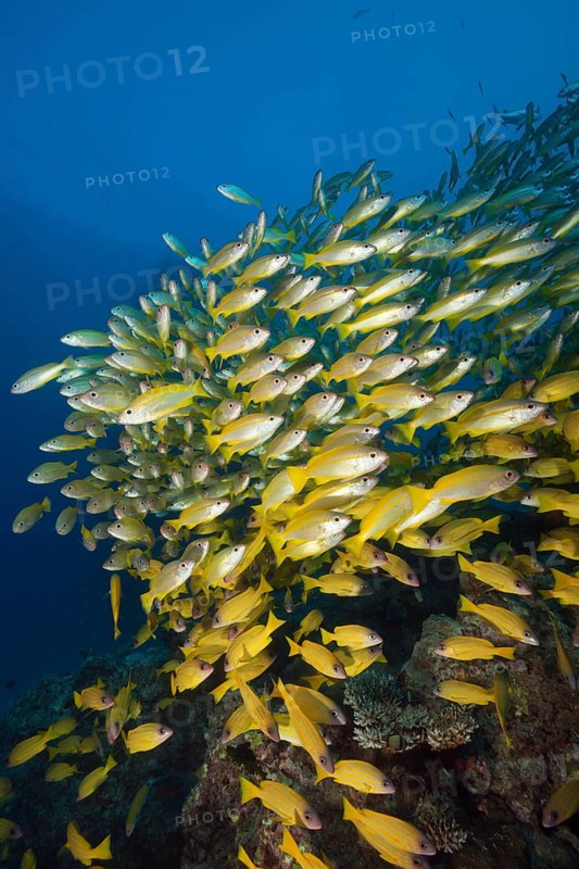 Shoal of bigeye snapper and five-striped snapper