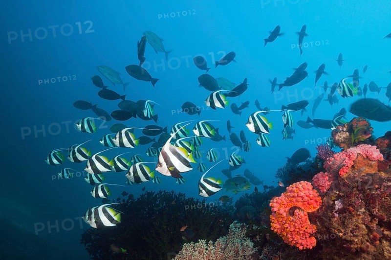Shoal of common bannerfish