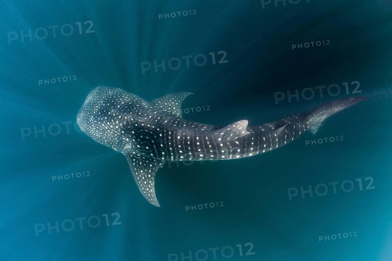 Whale shark