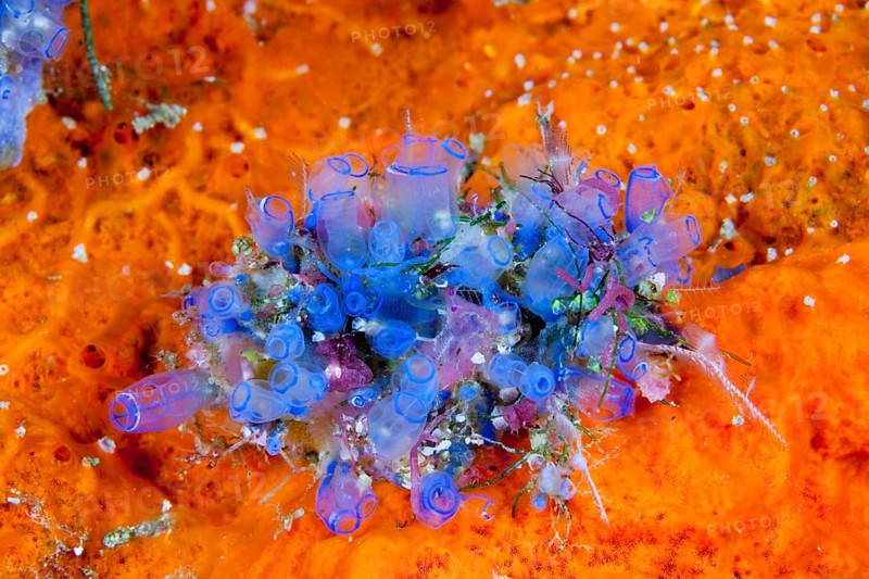 Blue sea squirts