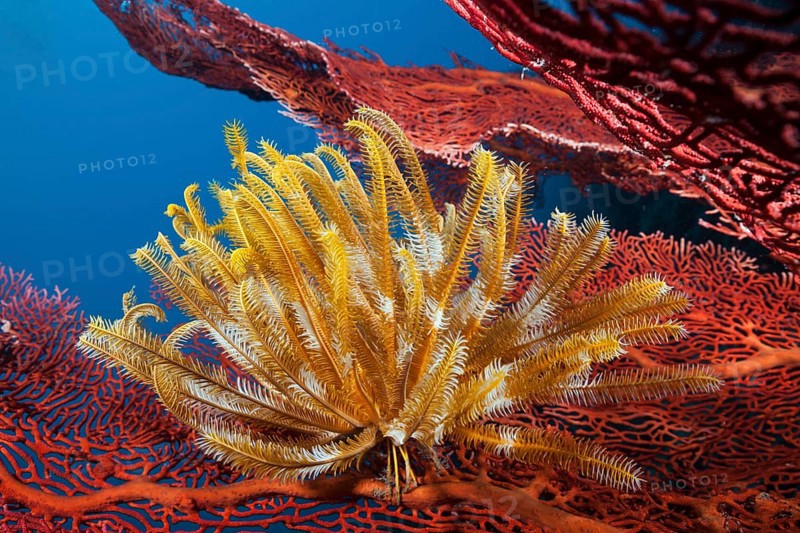 Yellow feather star on gorgonian