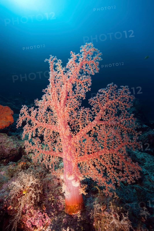 Klunzinger's Soft Coral