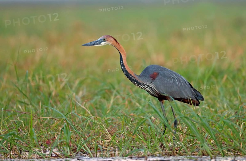 Goliath heron