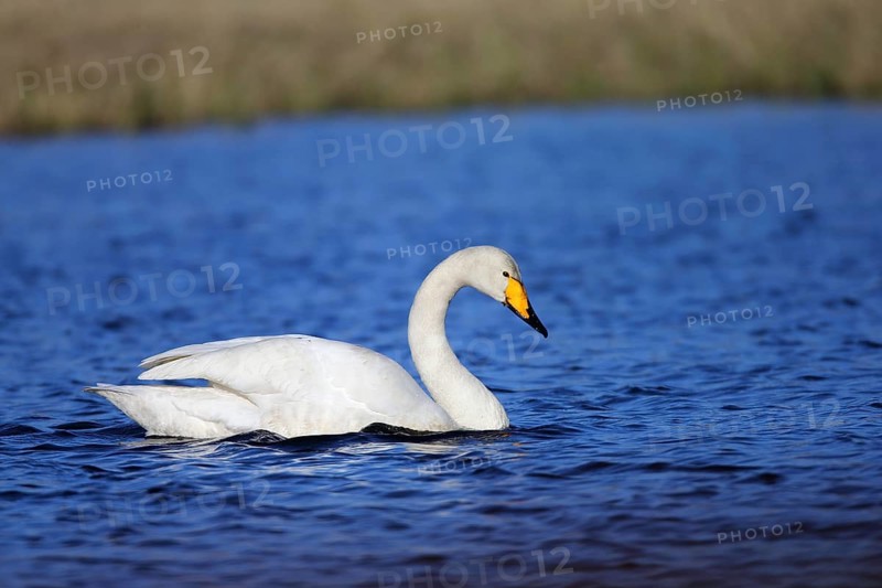 Whooper swan