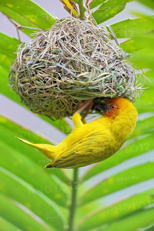 Eastern Golden Weaver