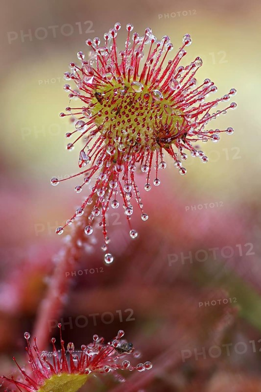 Common sundew
