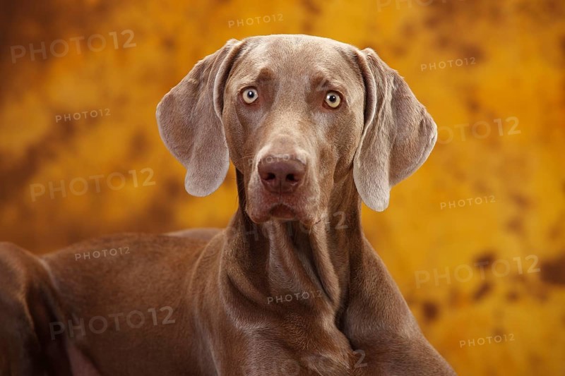 Weimaraner
