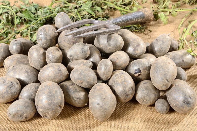 Potatoes
