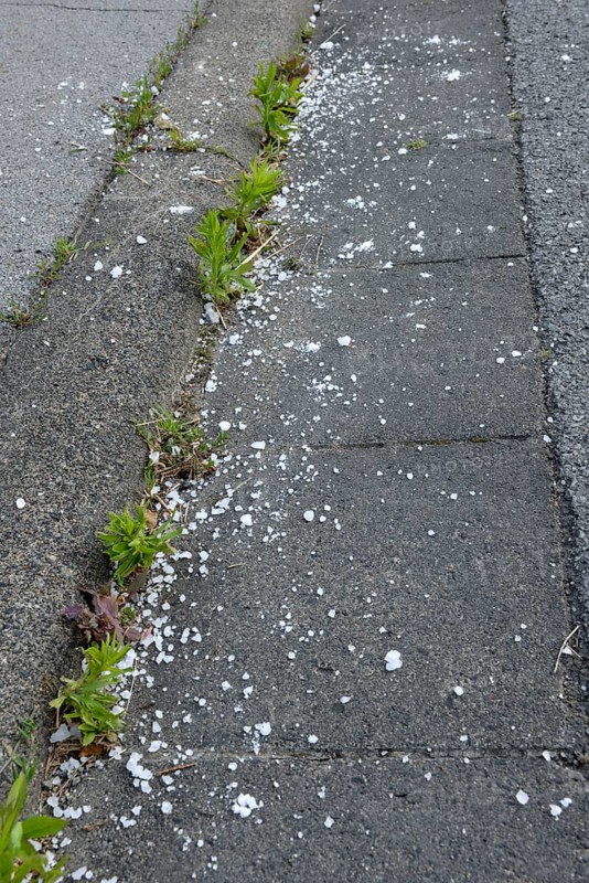 Weed control with road salt