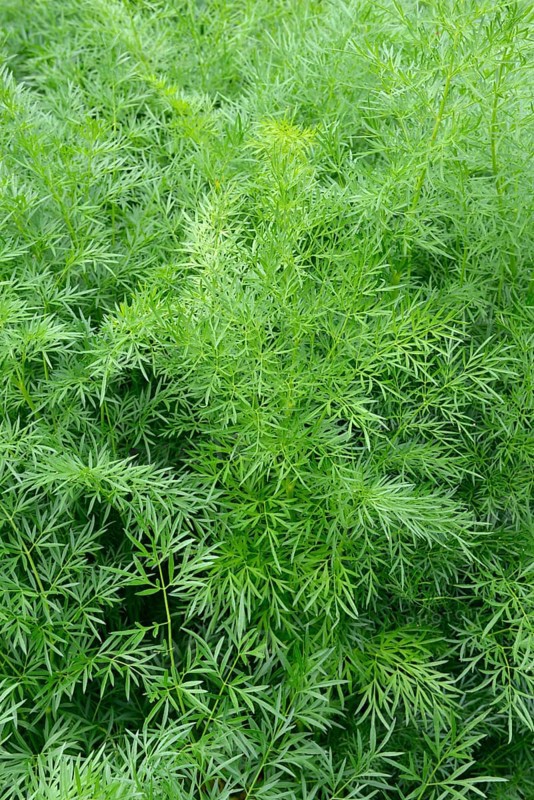 Asafoetida