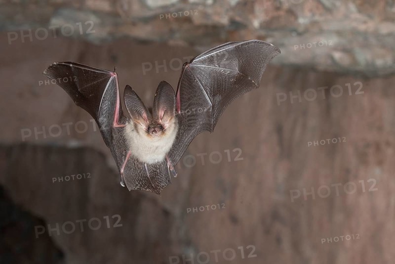 Brown long-eared bat