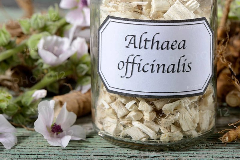 Althaea officinalis