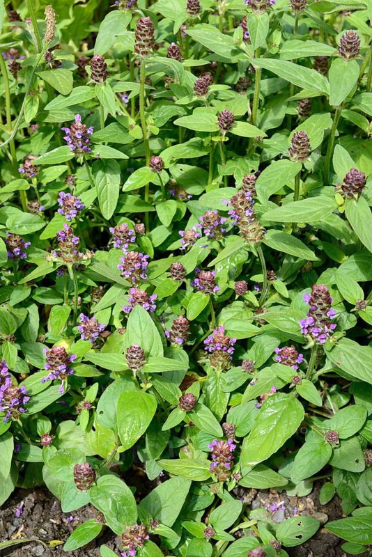 Prunella vulgaris