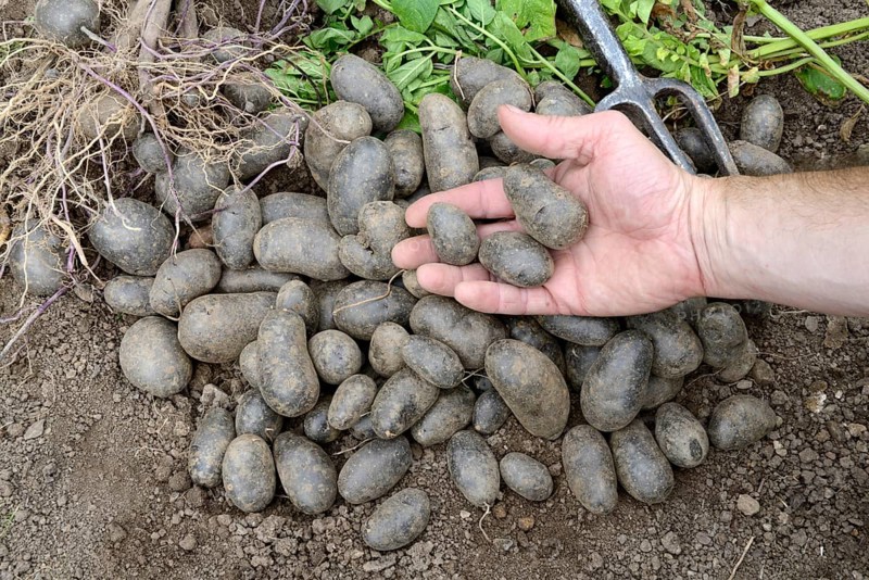 Potatoes