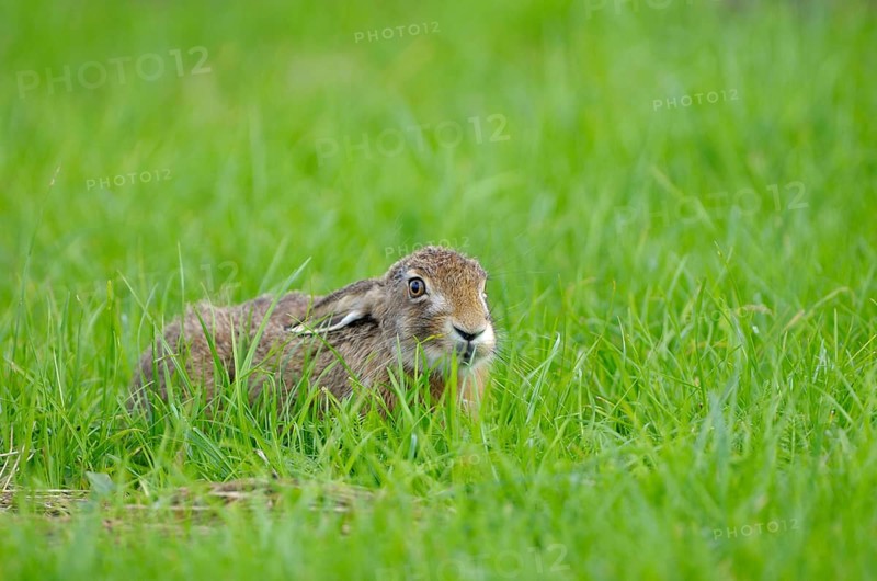 European brown hare