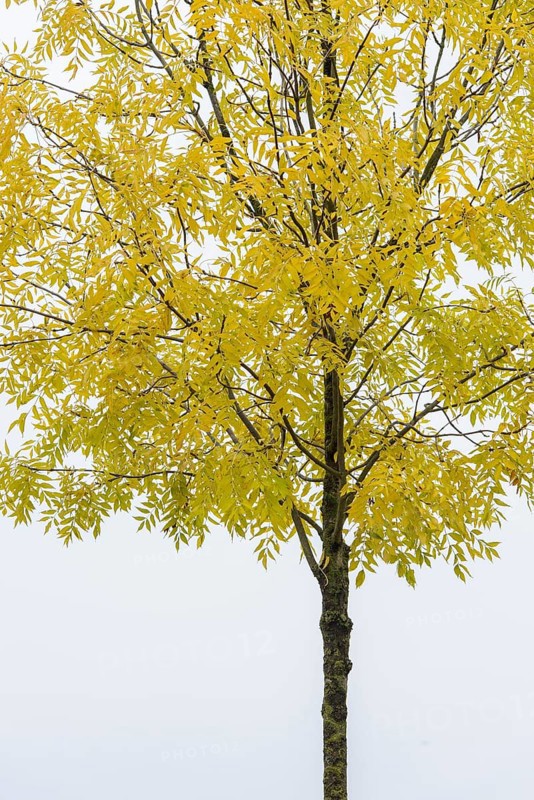 Pecantree