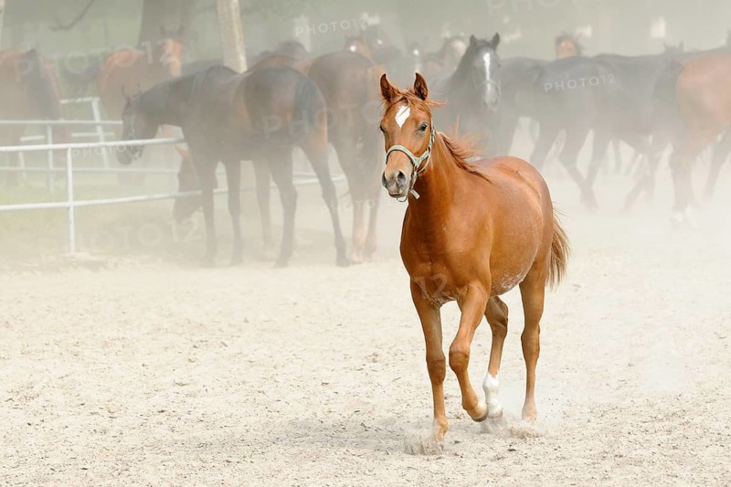 Arabian thoroughbred