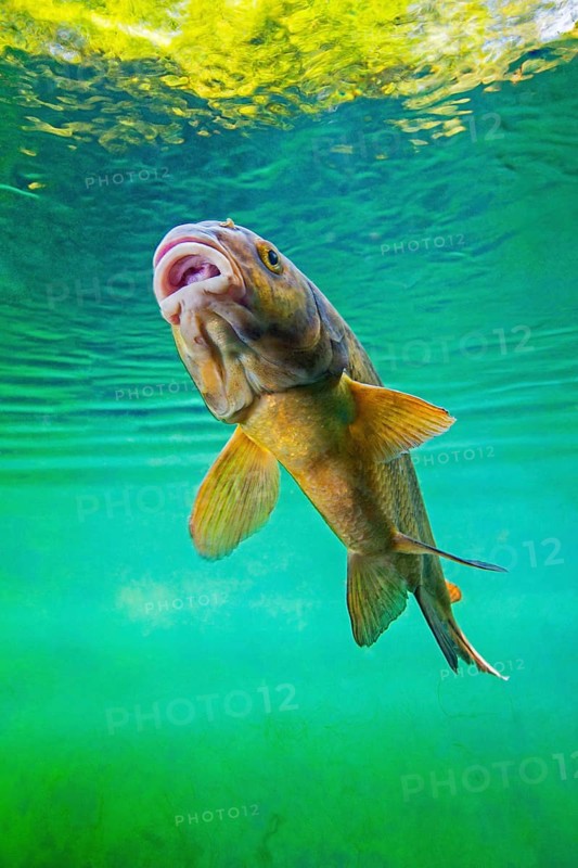 Common bream