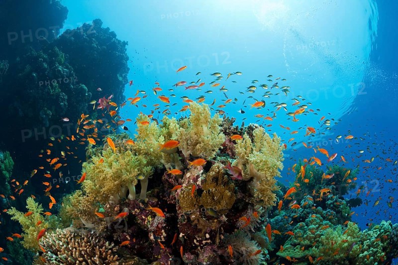 Harem flagfish on the reef