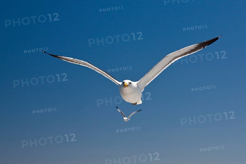 Kelp Gull