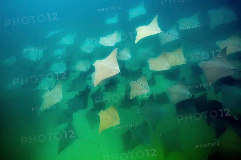 School of the Pacific nose ray