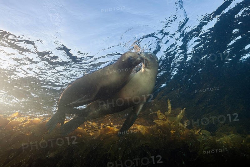 California sea lions