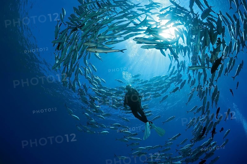 Diver and shoal of bigeye stingrays