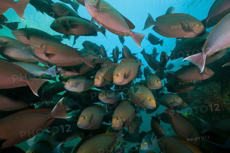 Shoal of grey surgeonfish