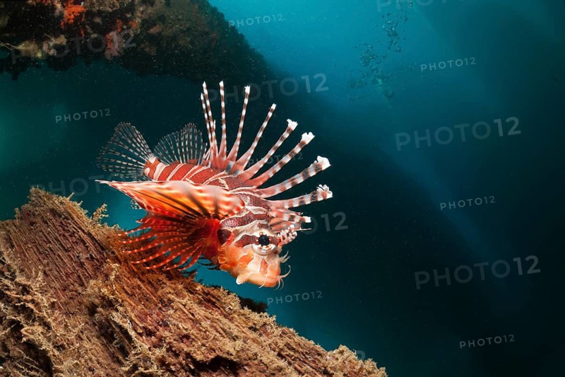 Zebra turkeyfish