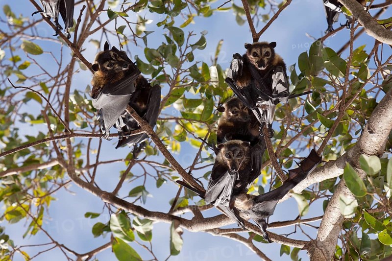 Spectacled flying fox