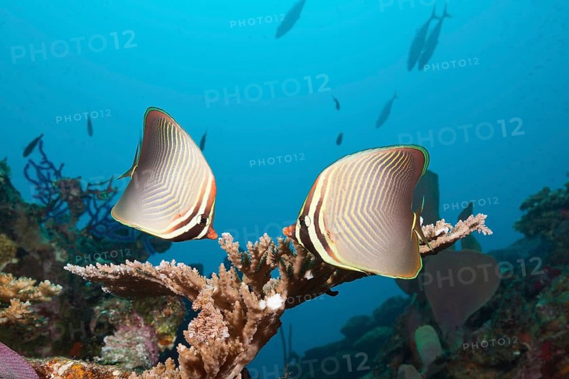 Pair
