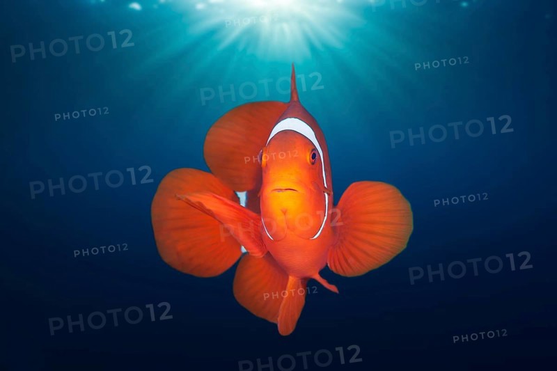 Spiny anemonefish