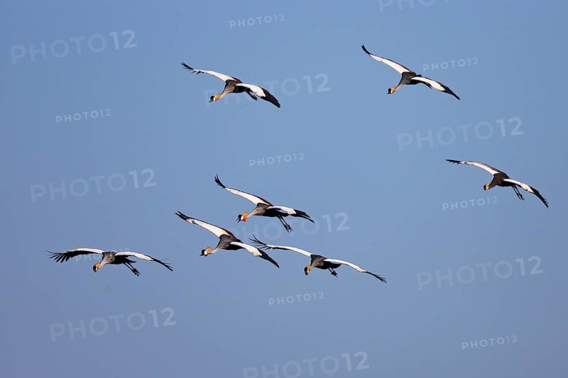 Black crowned cranes