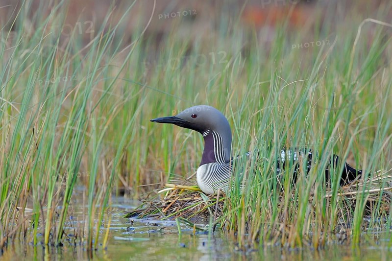 Black-throated loon
