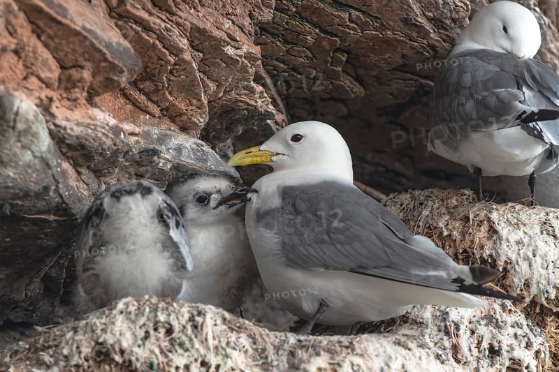 Kittiwake