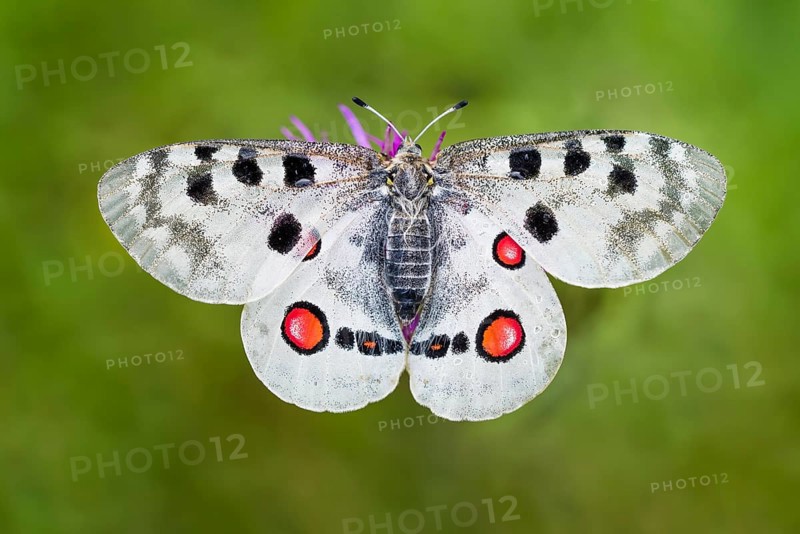 Red Apollo butterfly female