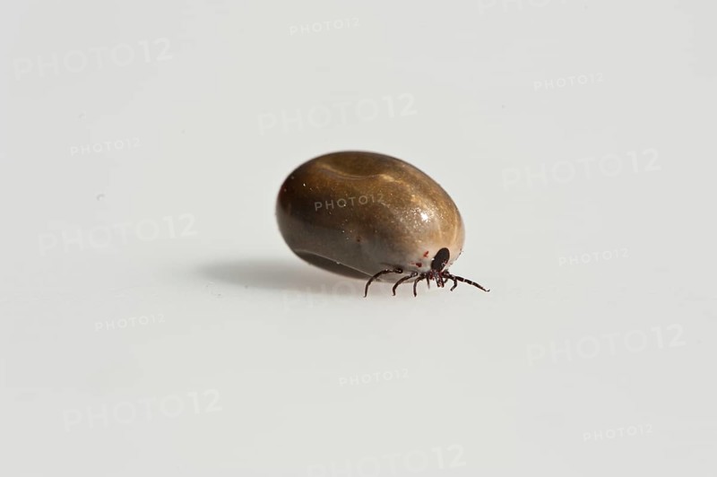 Wood tick