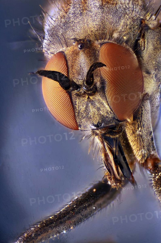 Compound eye