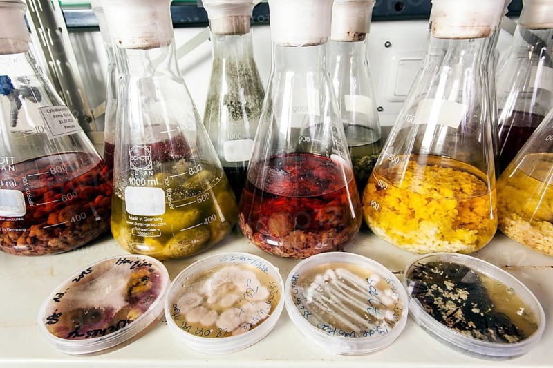 Samples with fungi in the fungus room at the Institute for Pharmaceutical Biology and Biotechnology of the Heinrich-Heine-University Duesseldorf