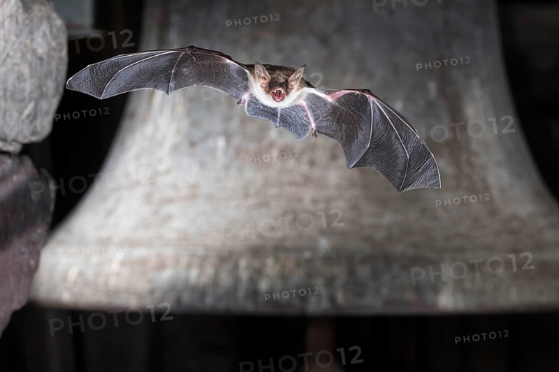 Greater mouse-eared bat