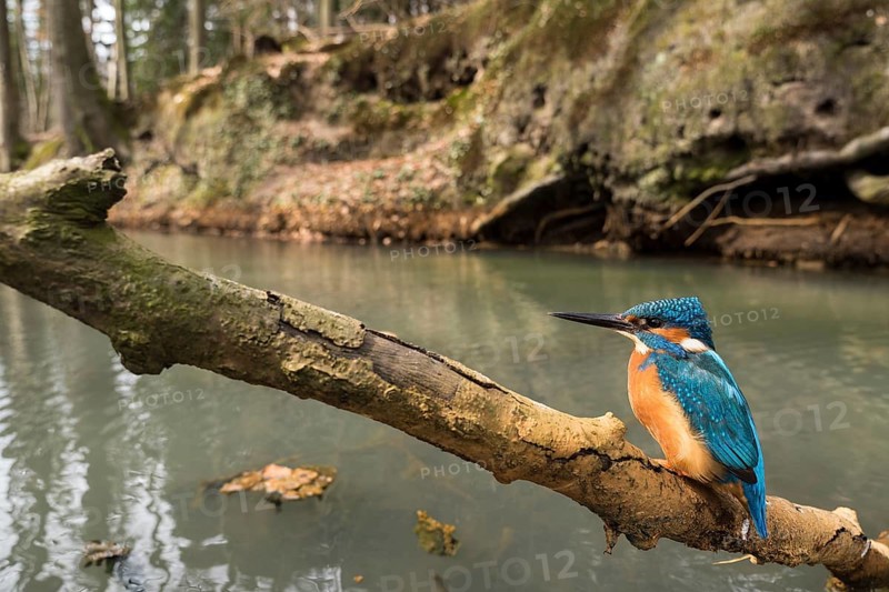 Common kingfisher