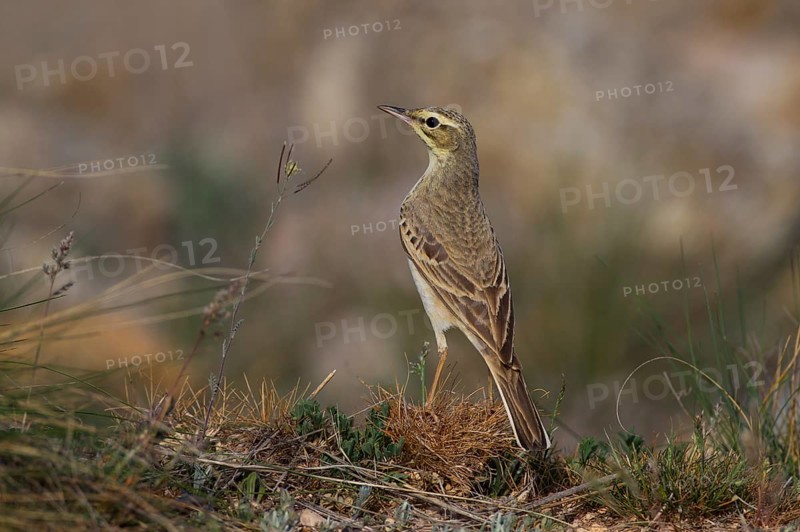 Tawny Pipit