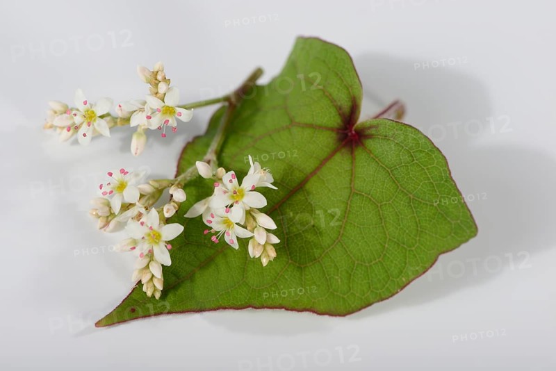 Tree spinach