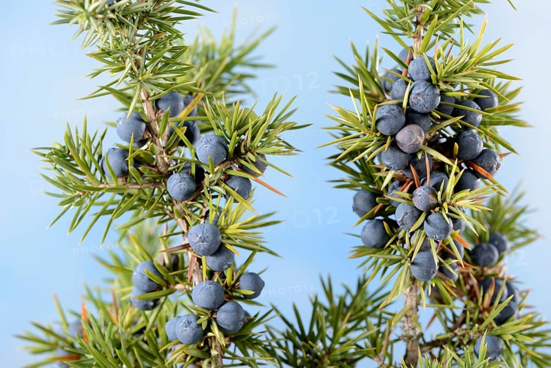 Juniper berries