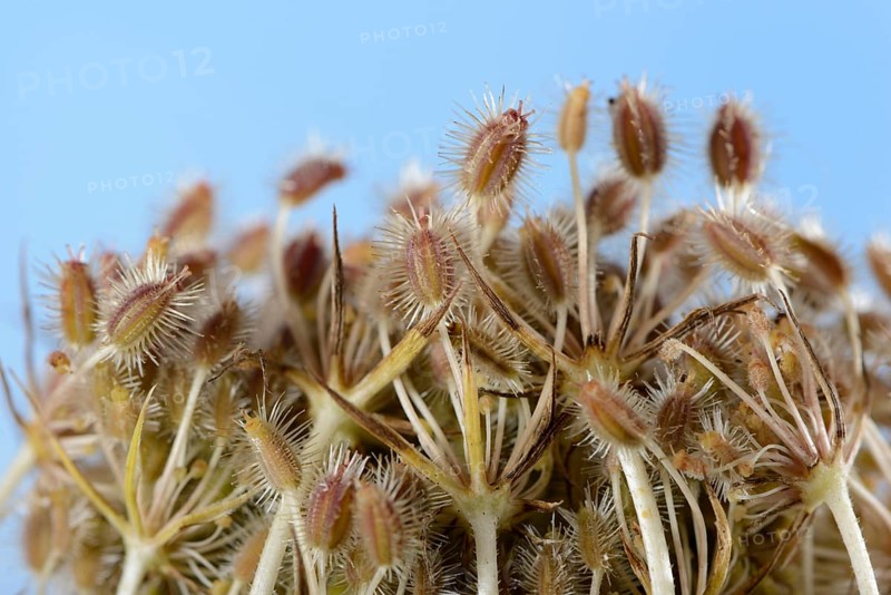 Wild carrot