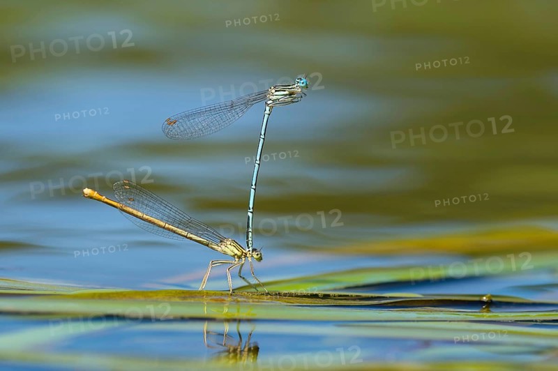 White-legged damselfly